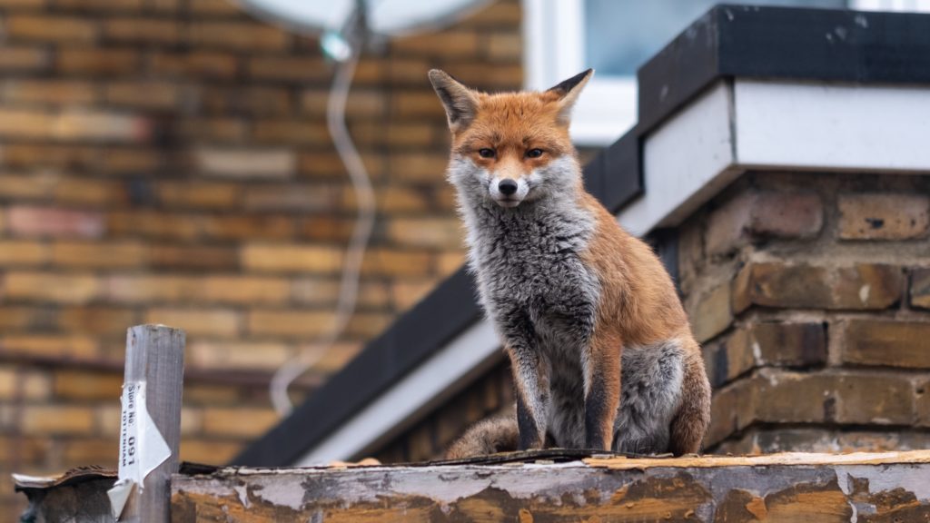 Fox on a building