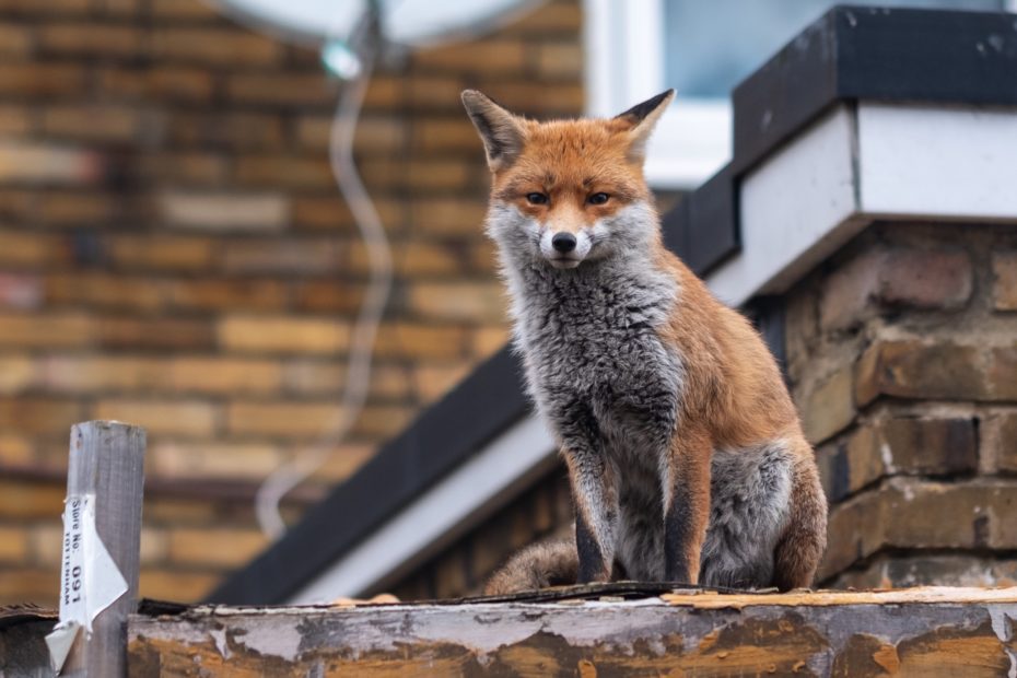 Fox on a building