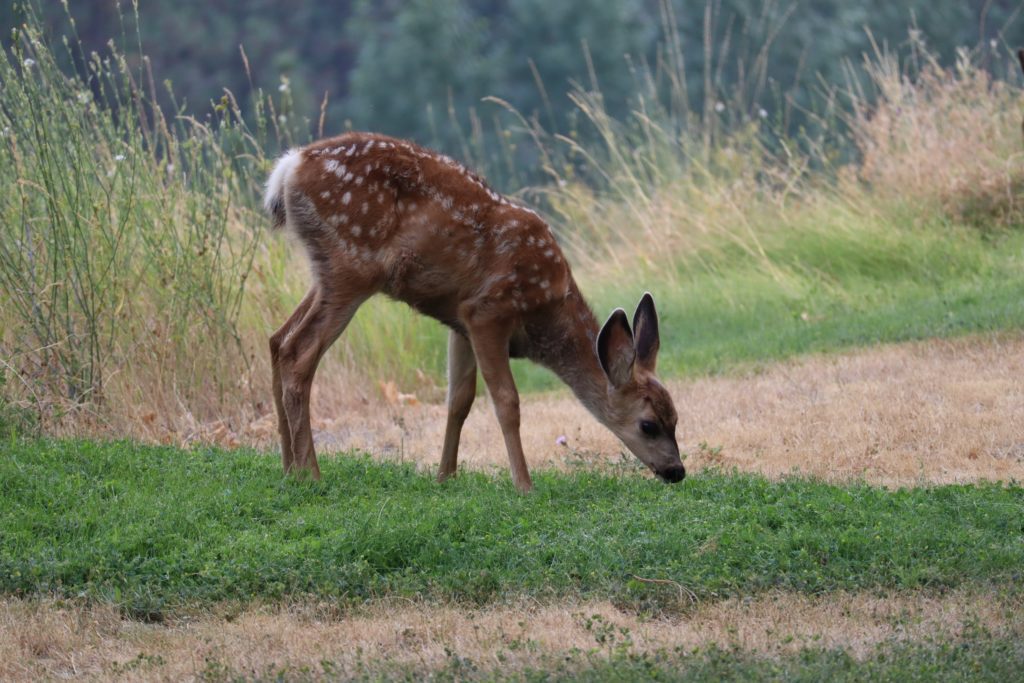 Deer Damage to Woodland in the UK – A Growing Concern