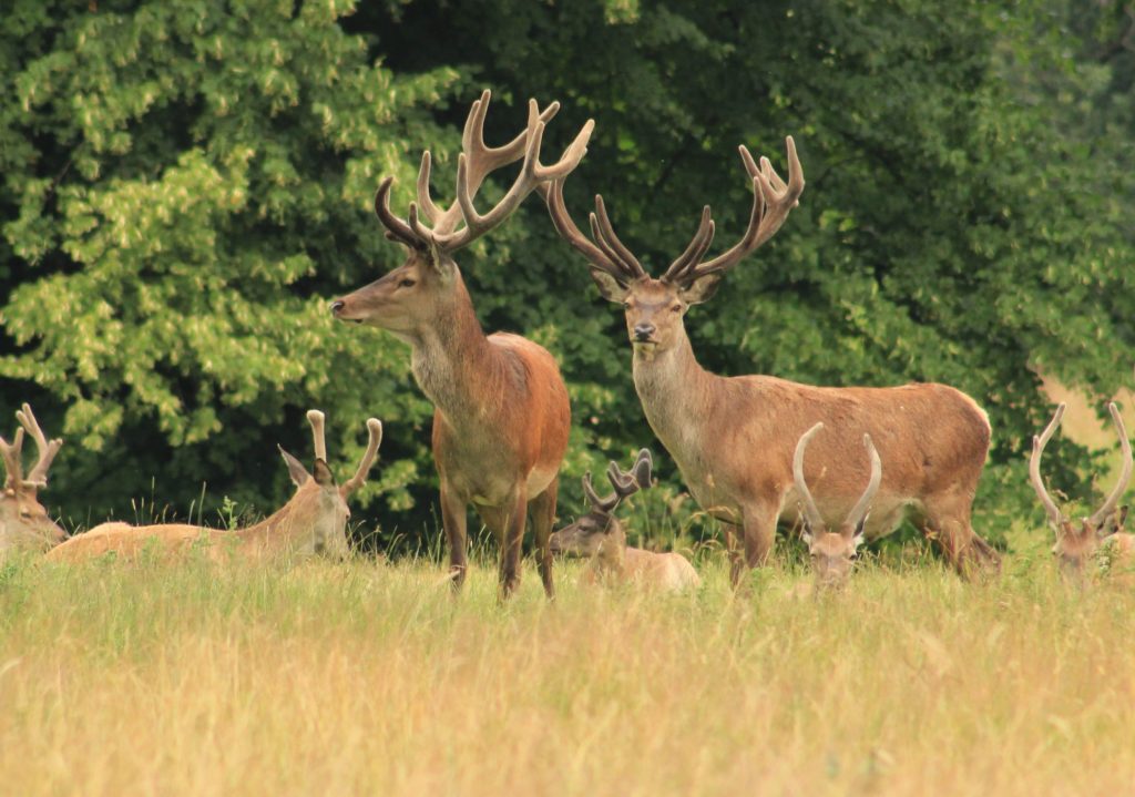 Deer species found in the United Kingdom