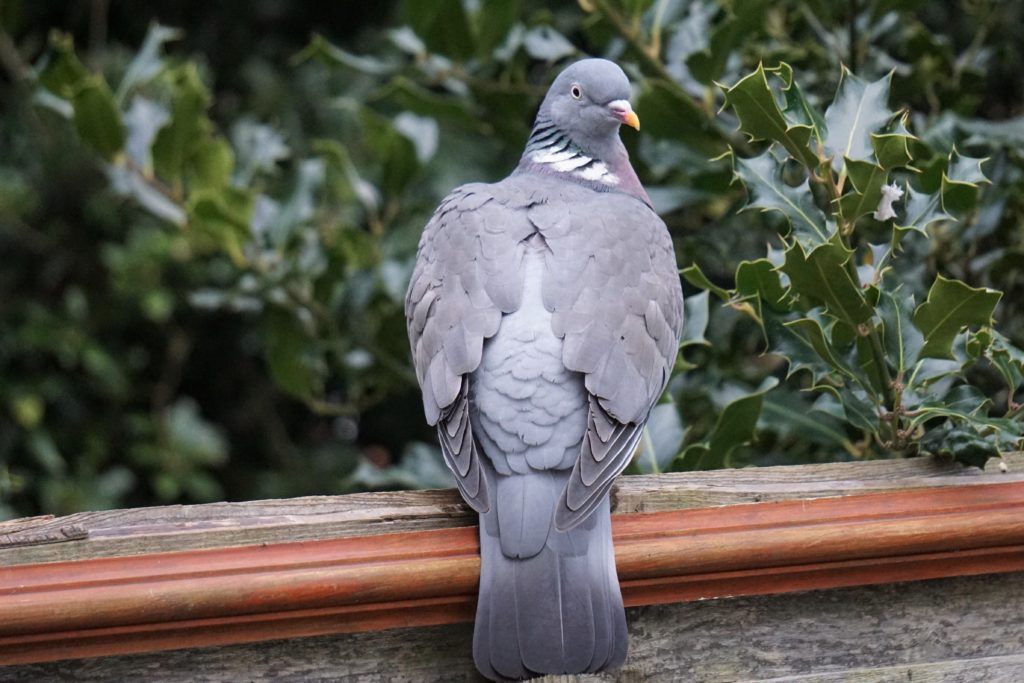 Wood pigeon management