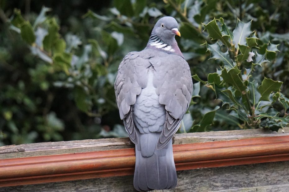 Wood pigeon