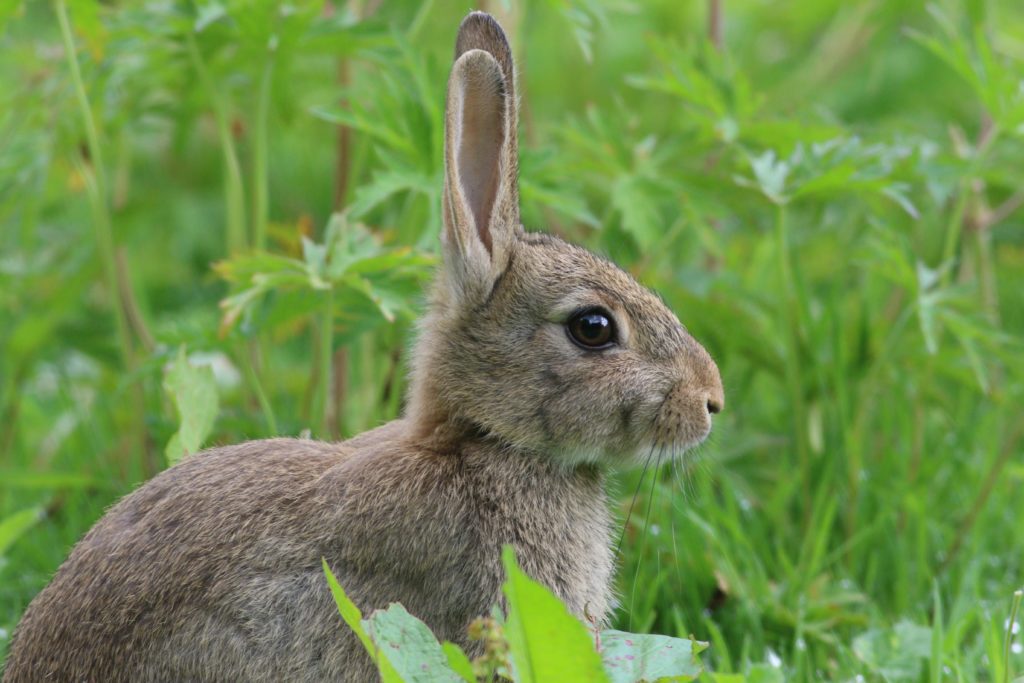 Rabbit and hare management